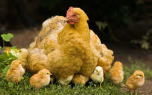 Hühner mit Küken